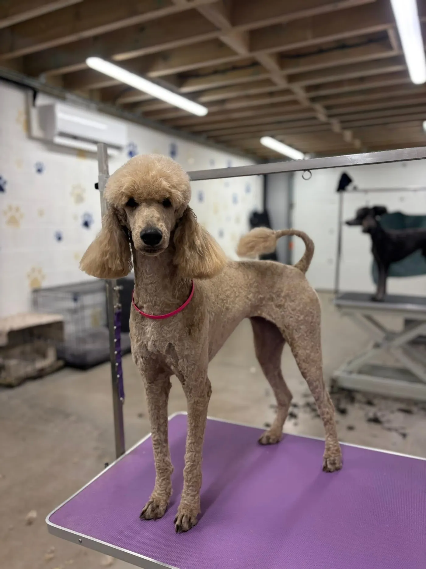 A standard poodle in a fresh clip standing on the purple grooming table
