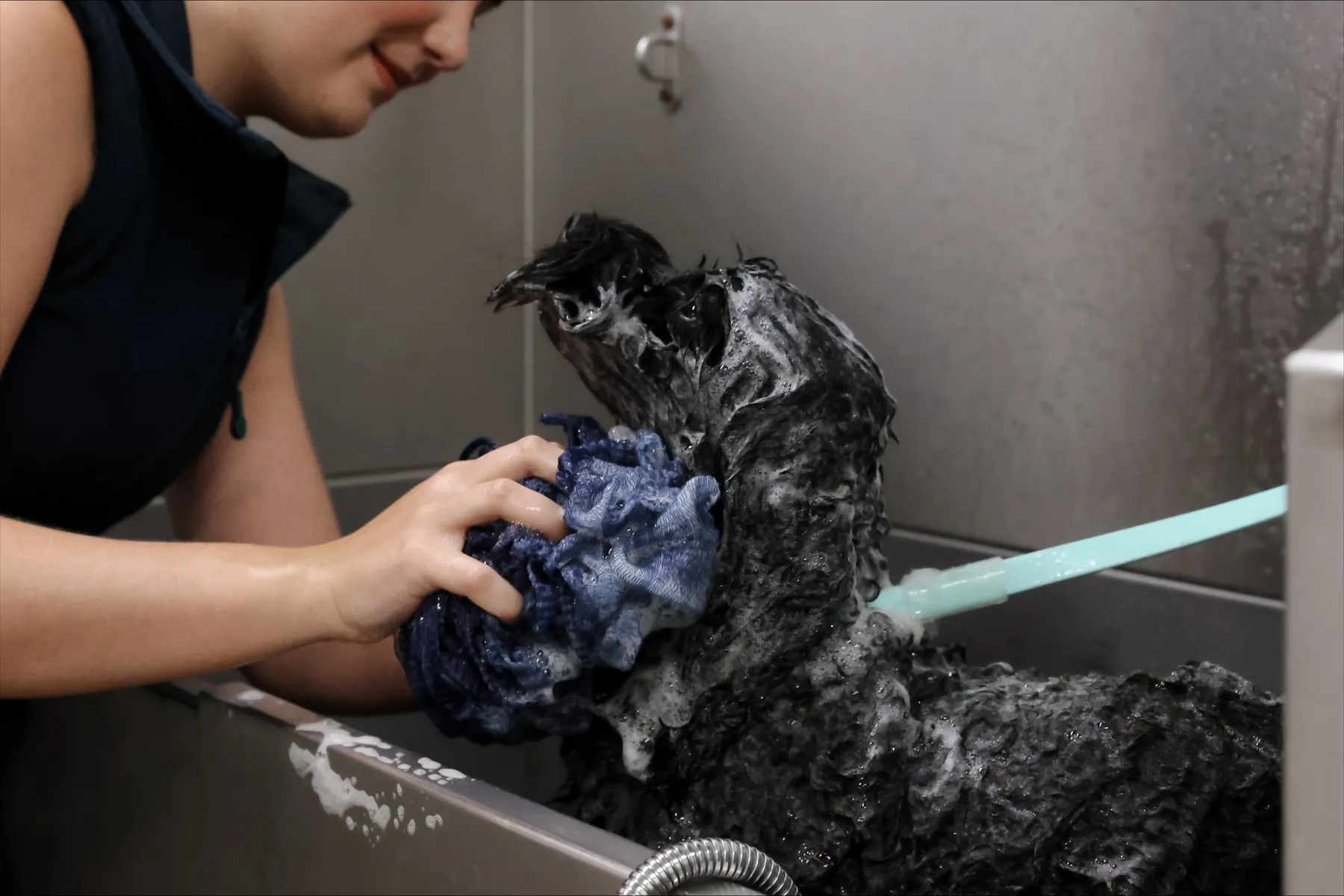 A groomer working shampoo into a curly-coated dog in the bath