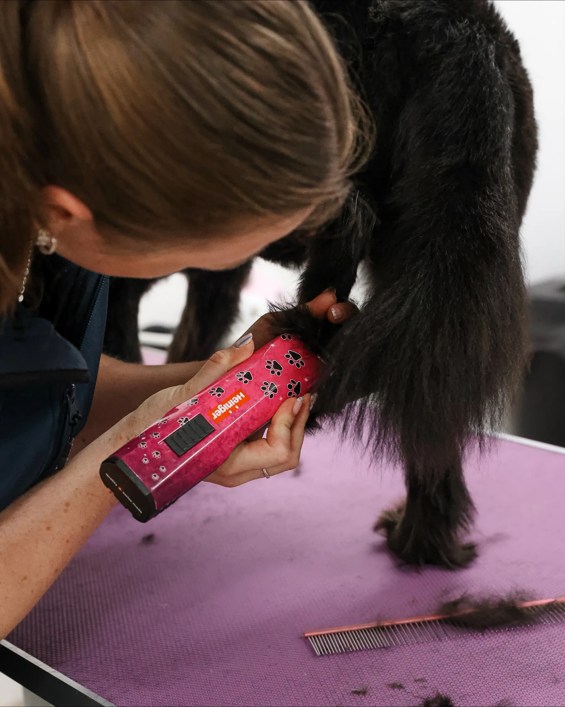 Blow drying a dog's leg with a pink dryer on the purple table