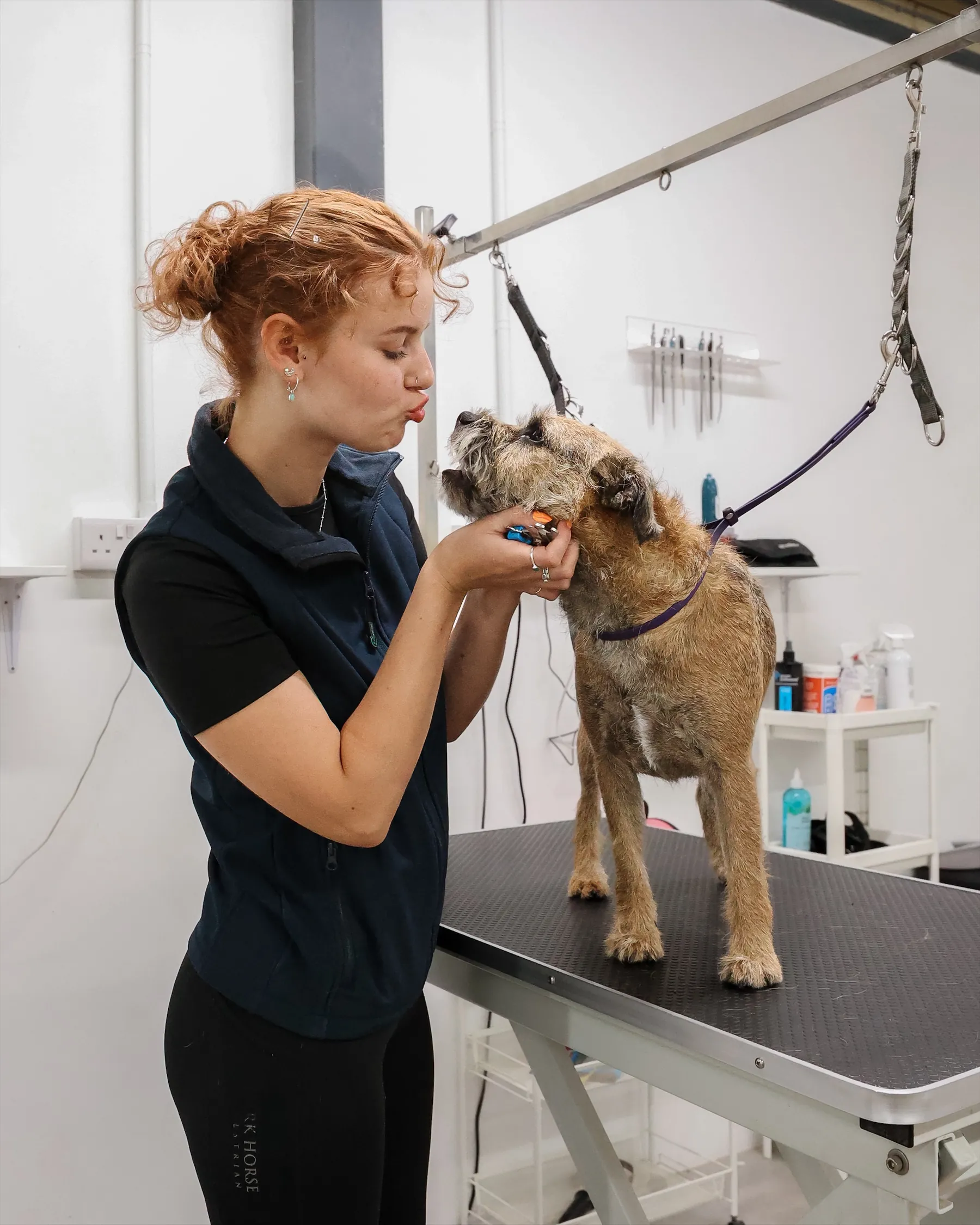 Ruby saying hello to a scruffy terrier on the grooming table