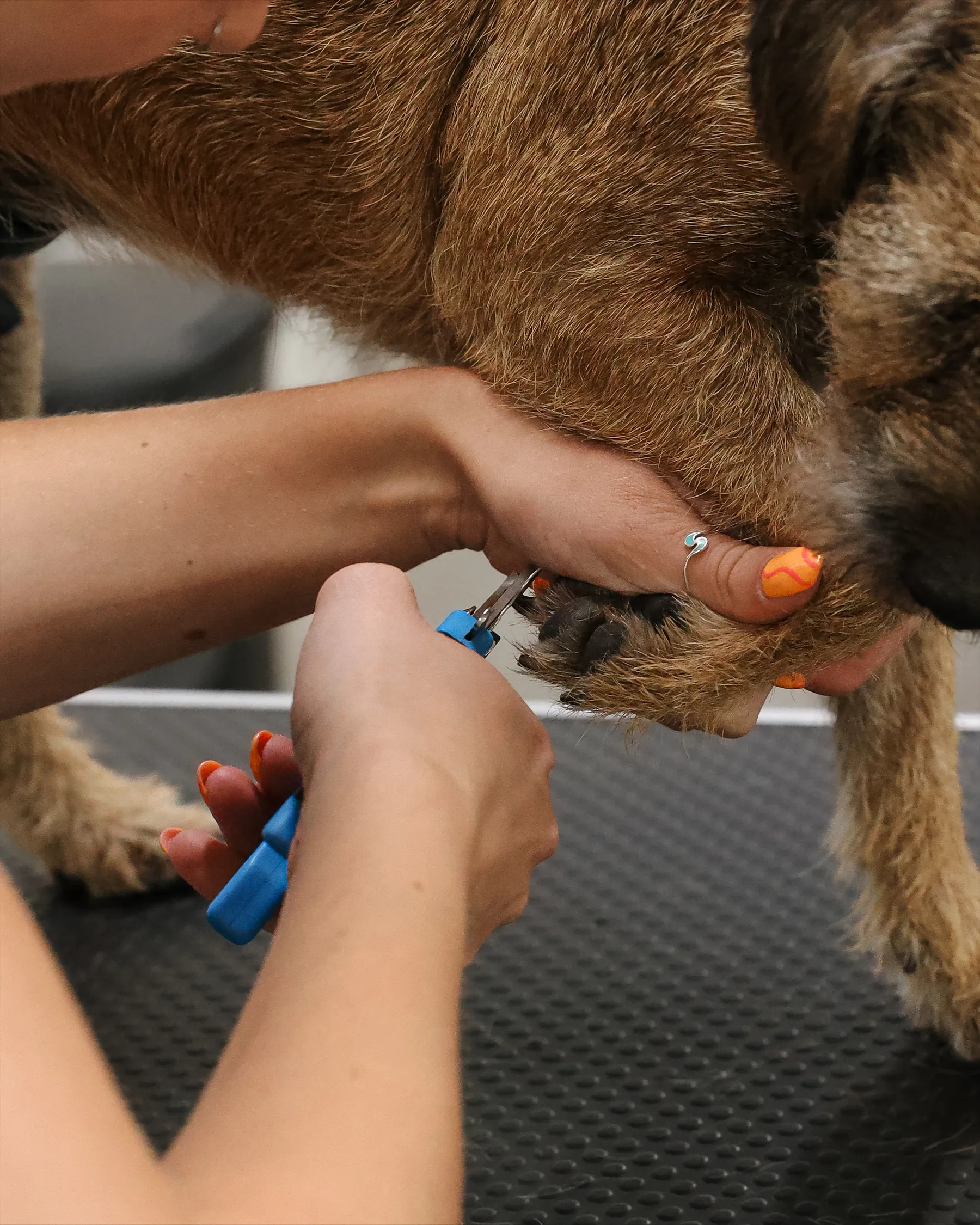 Clipping a terrier's nails