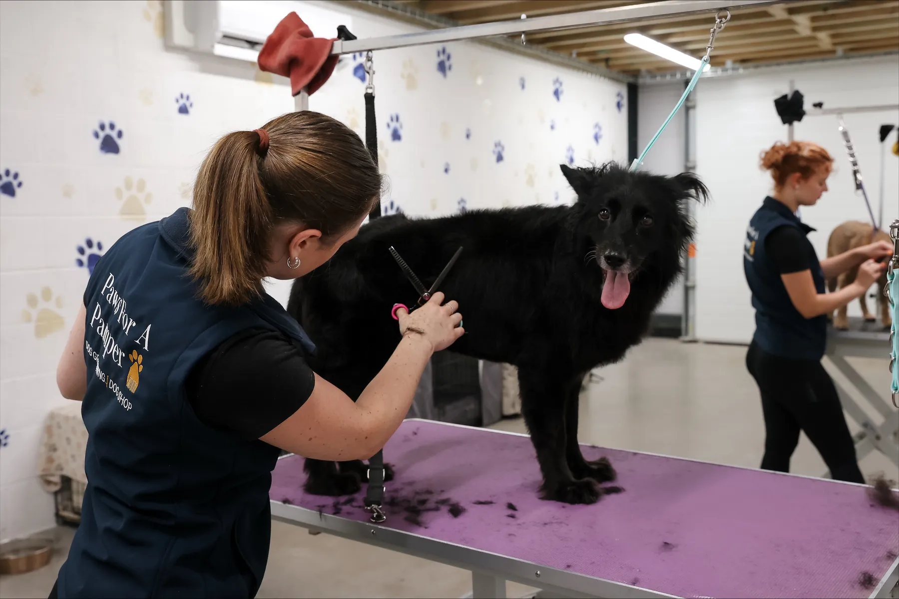 Georgie and Ruby at work in the groom room, a black dog on the table between them