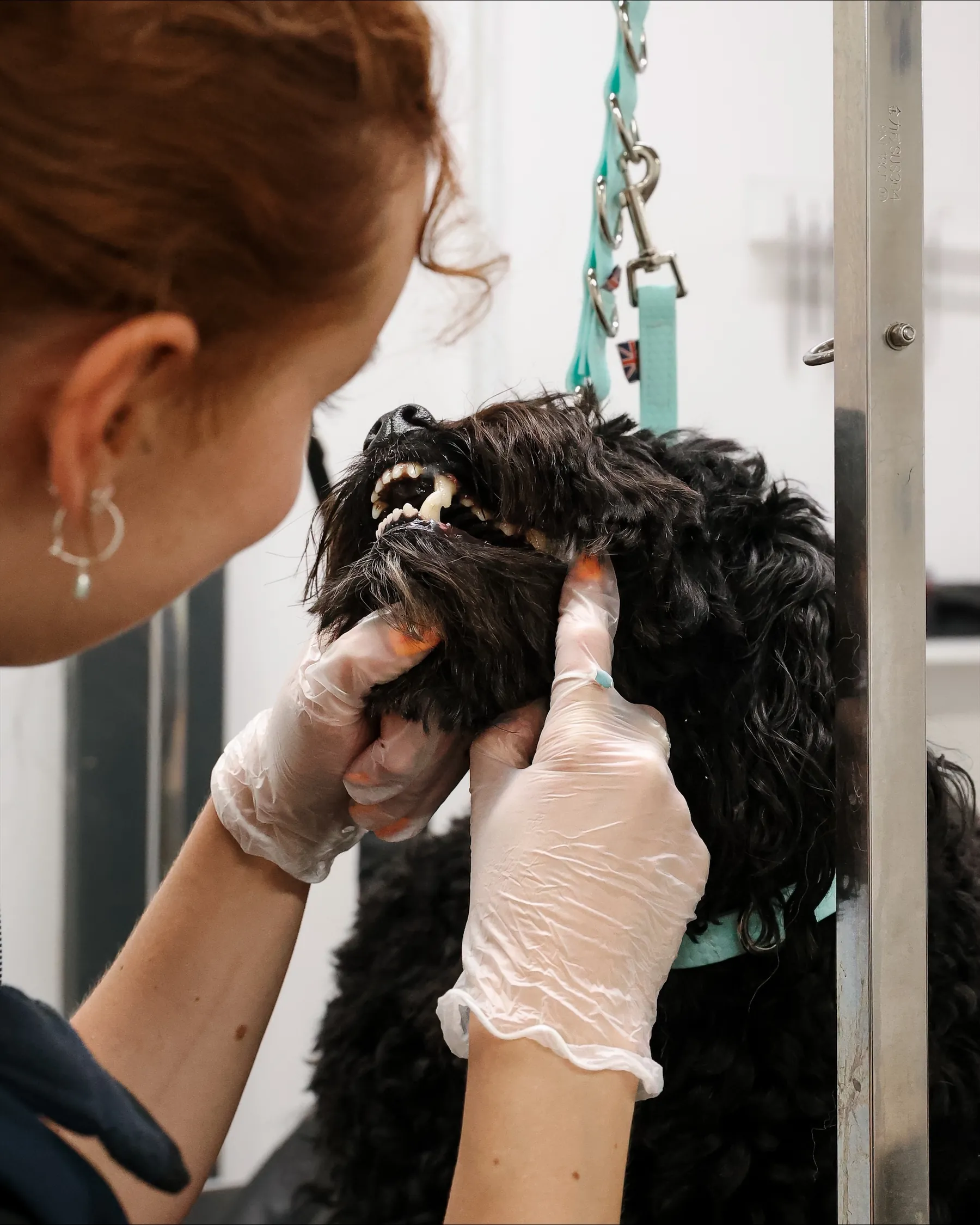 A gloved groomer cleaning a small black dog's teeth